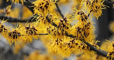 Hamamelis