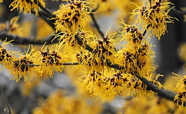 Hamamelis